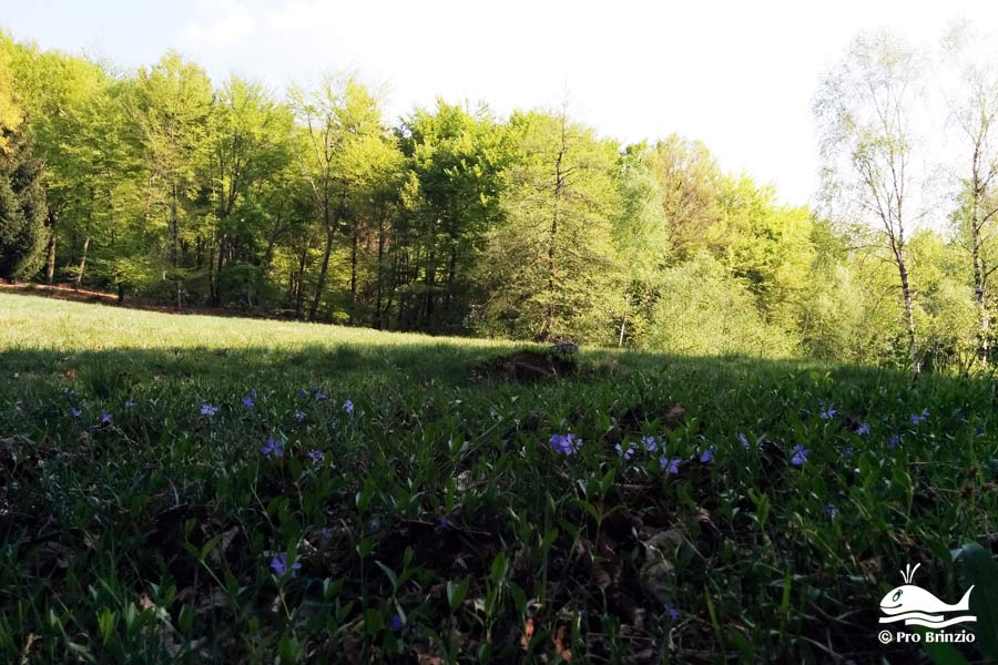 Fiori ai Valìcc Fiori ai Valìcc